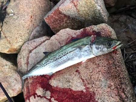 ショアスパルタンぶちまがり