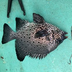 たかたか釣り日記