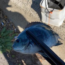 グレ釣りに行ってきました