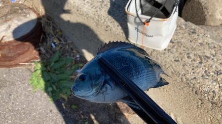 グレ釣りに行ってきました