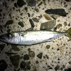 サバのみで終了