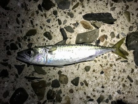 サバのみで終了