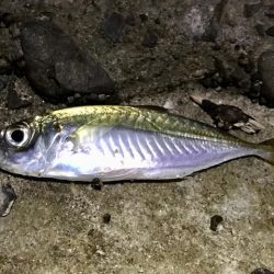 アジ・メバル・サバ