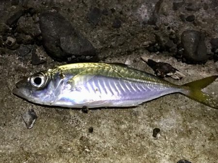 アジ・メバル・サバ