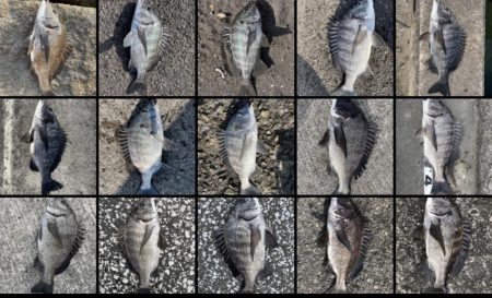 イチノ兄弟、釣果!