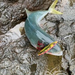 ショアジギング　ブリ　北海道　アトラス100g