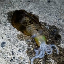 朝間づめ。 寂しい反応です。