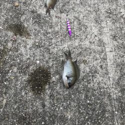 おせんしか勝たん