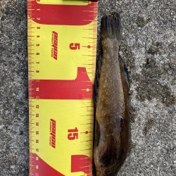 穴釣り。まさかのクジメとショウジンガニ