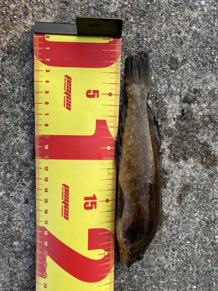 穴釣り。まさかのクジメとショウジンガニ