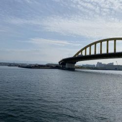 泉大津のサヨリ