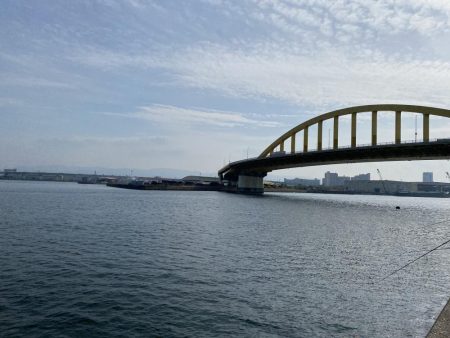 泉大津のサヨリ