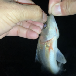 セイゴのウキ釣り