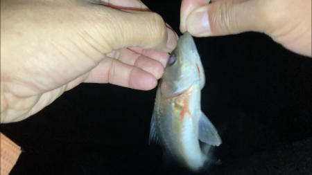 セイゴのウキ釣り