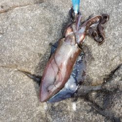 初アオリイカゲット