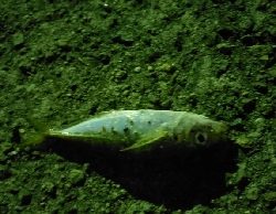 久々の佐野漁港