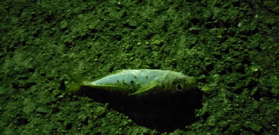 久々の佐野漁港