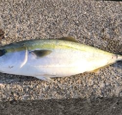 湾奥の夕マズメに青物連発！！