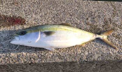 湾奥の夕マズメに青物連発！！