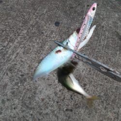 湾奥タチウオ調査2日目