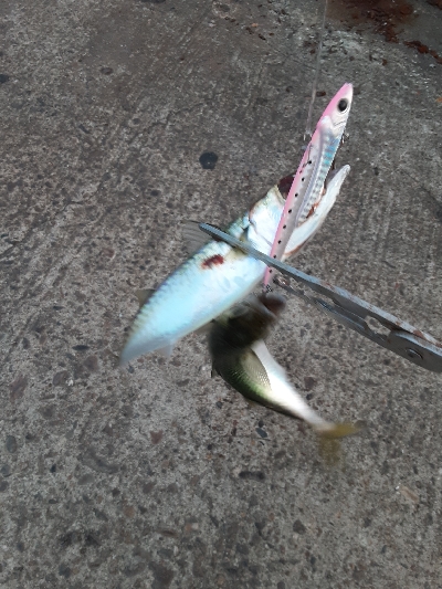 湾奥タチウオ調査2日目