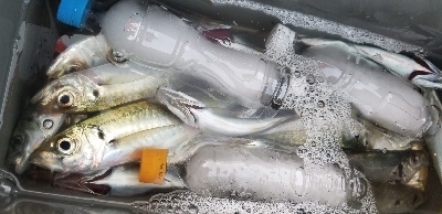 朝マズメのアジ