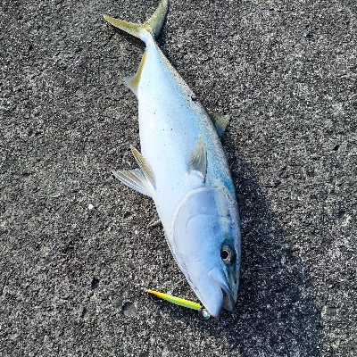 サゴシ～サワラボイルしてますが釣れへん