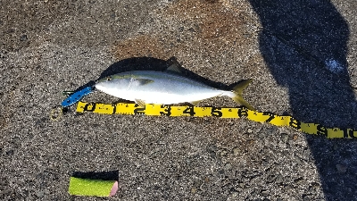 武庫川一文字での青物ラッシュ