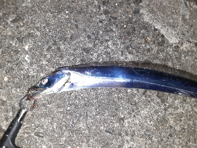 久しぶりタチウオ君