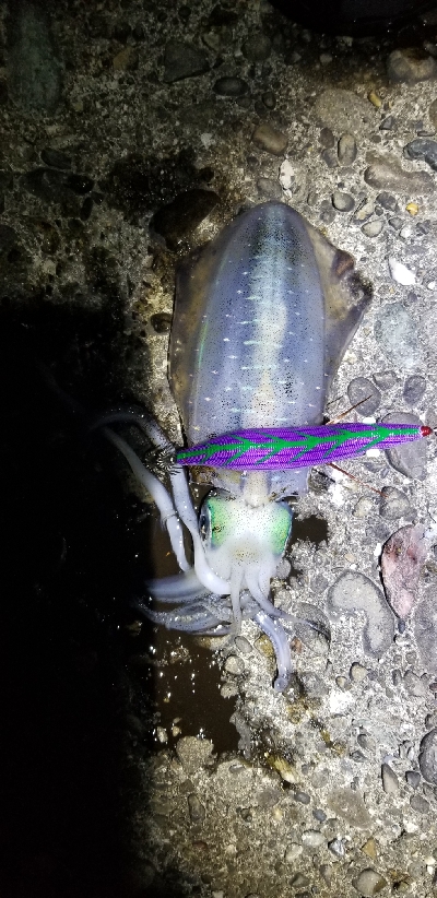 青物狙いでイカだけでした