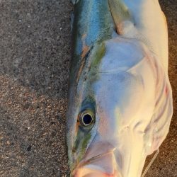 青物自己新記録