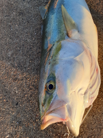 青物自己新記録