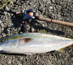 ボイル多発で好調