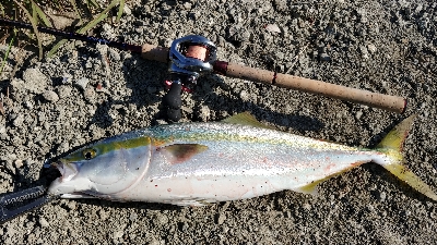 ボイル多発で好調