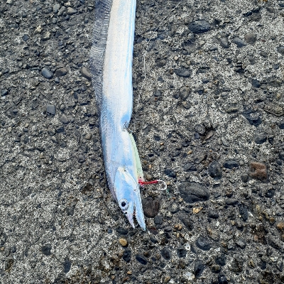 アジがつれだしてました！