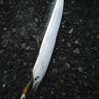 太刀魚いまいちかかわりに、アジが良くなってきたかな。