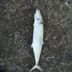 サゴシ～サワラ今年は大きい個体多いです