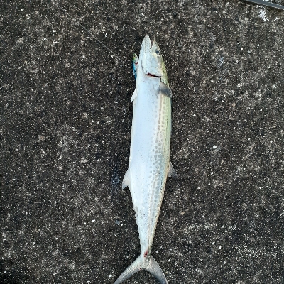 サゴシ～サワラ今年は大きい個体多いです