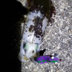 釣れないです。