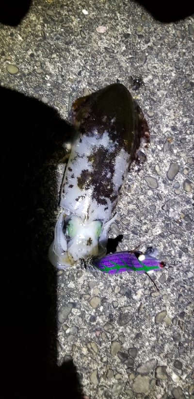 釣れないです。