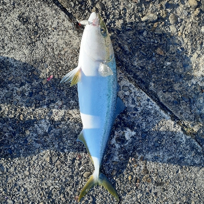 ハマチ～メジロまわってますね