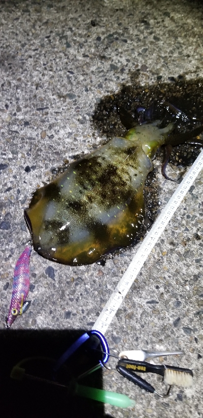 半夜 釣行 ゆうまづめ。