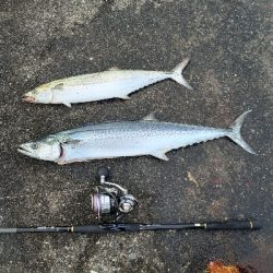 サゴシ~サワラ多くなってきました