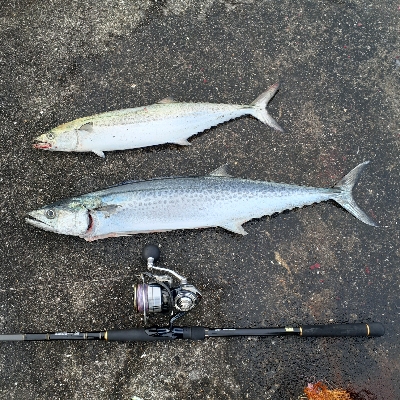 サゴシ～サワラ多くなってきました