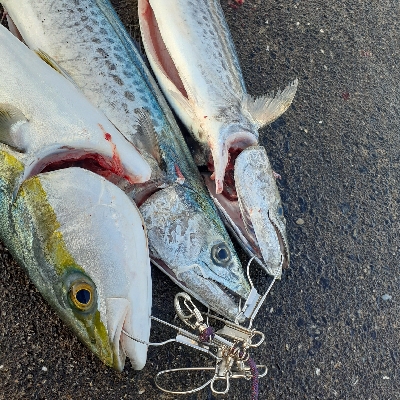 サゴシ~サワラたま~にメジロ