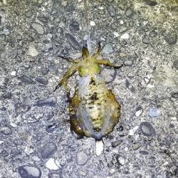 数釣り～　エギング