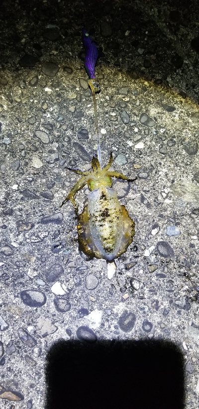 数釣り～　エギング