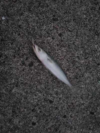 良型サイズがぞくぞくと