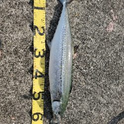 ショアジギング終盤の牙一族。