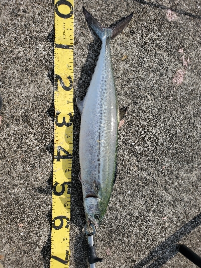 ショアジギング終盤の牙一族。